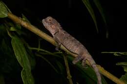 Image of Calotes emma Gray 1845