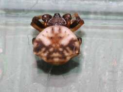 Image of Spiny orb-weavers