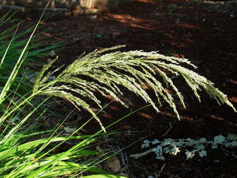 Image of Large Hawaii Love Grass