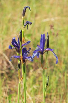 Image of German Iris