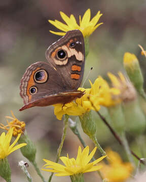 Image of Common buckeye