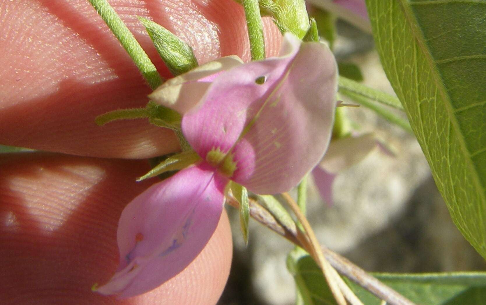 Image of ticktrefoil