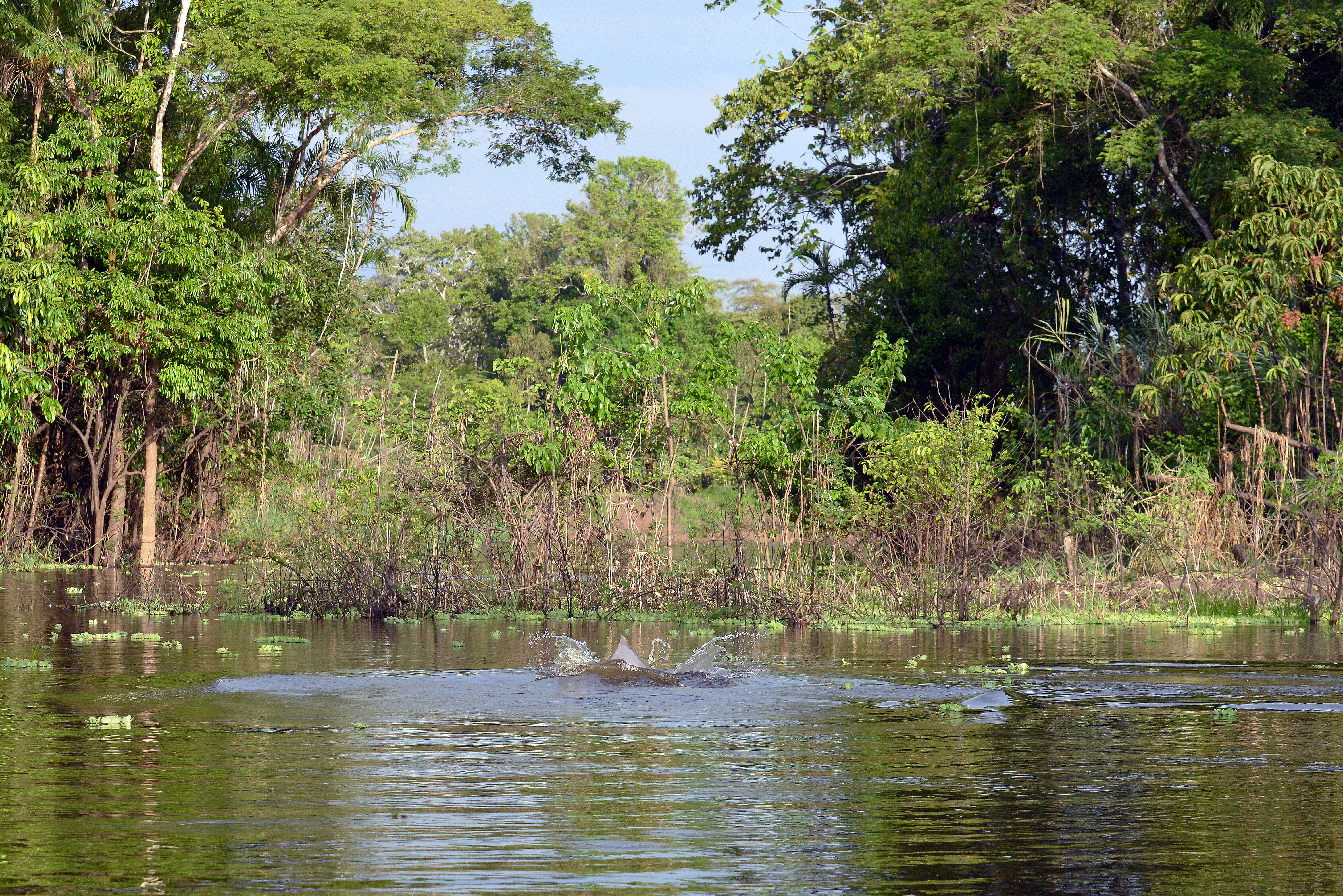 Image of river dolphins