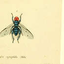 Sivun Thyreophora cynophila (Panzer 1794) kuva
