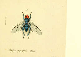 Image of Thyreophora