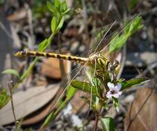 Imagem de Erpetogomphus Selys 1858