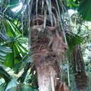 Image of Licuala fan palm
