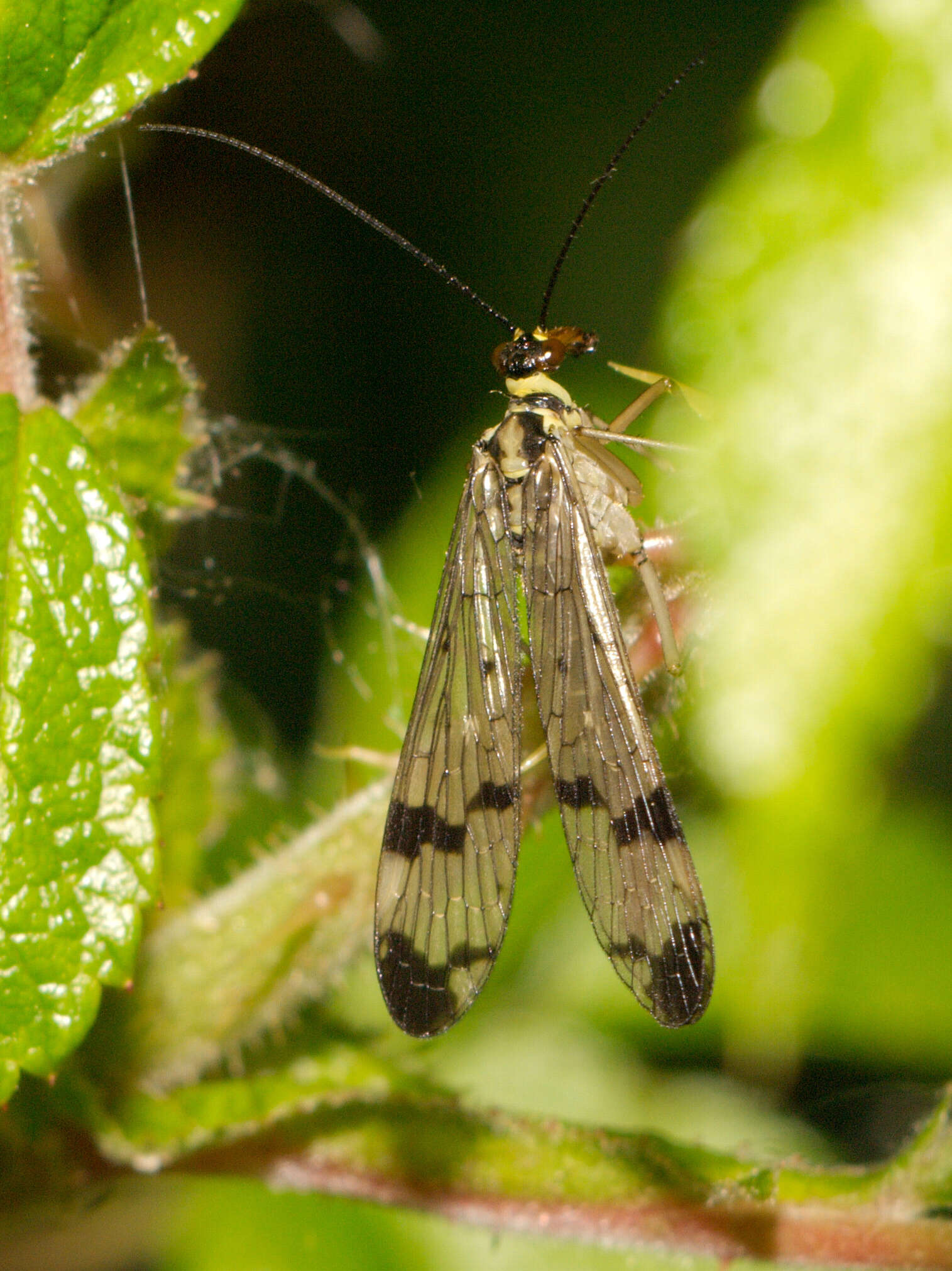 Image of scorpionflies