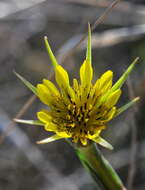 Image of goatsbeard