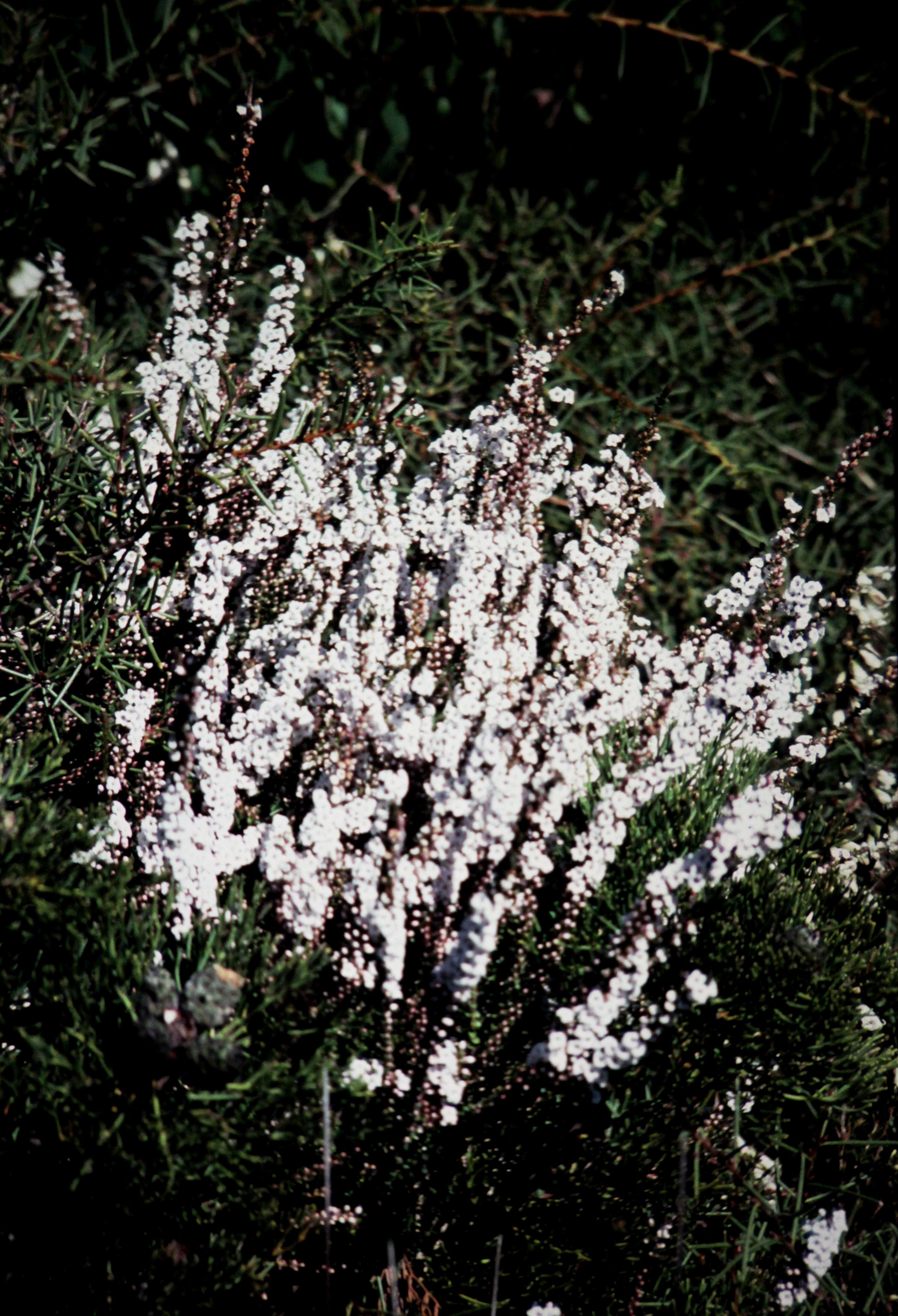 Sivun Epacris microphylla R. Br. kuva