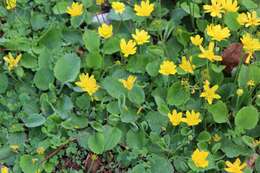 Image of autumn buttercup