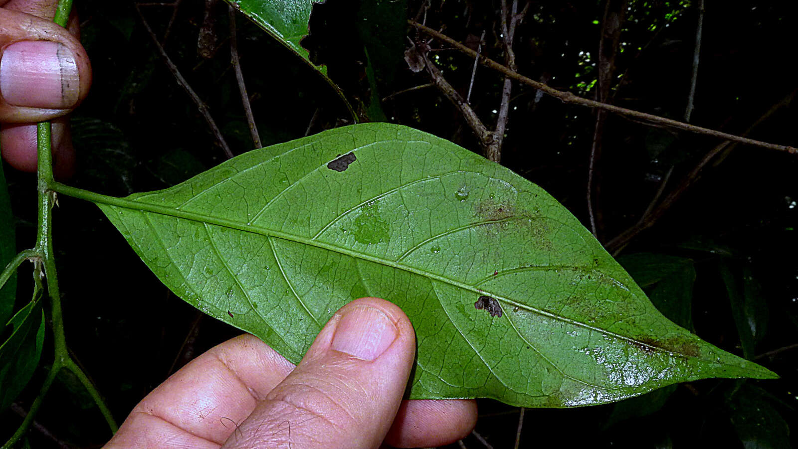 Image de Tournefortia bicolor Sw.