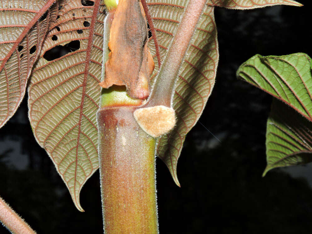 Cecropia obtusifolia Bertol.的圖片