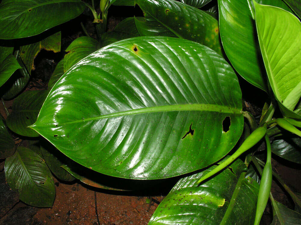 Image of Dieffenbachia concinna Croat & Grayum