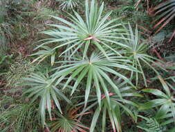 Image of Cabbage-tree palm