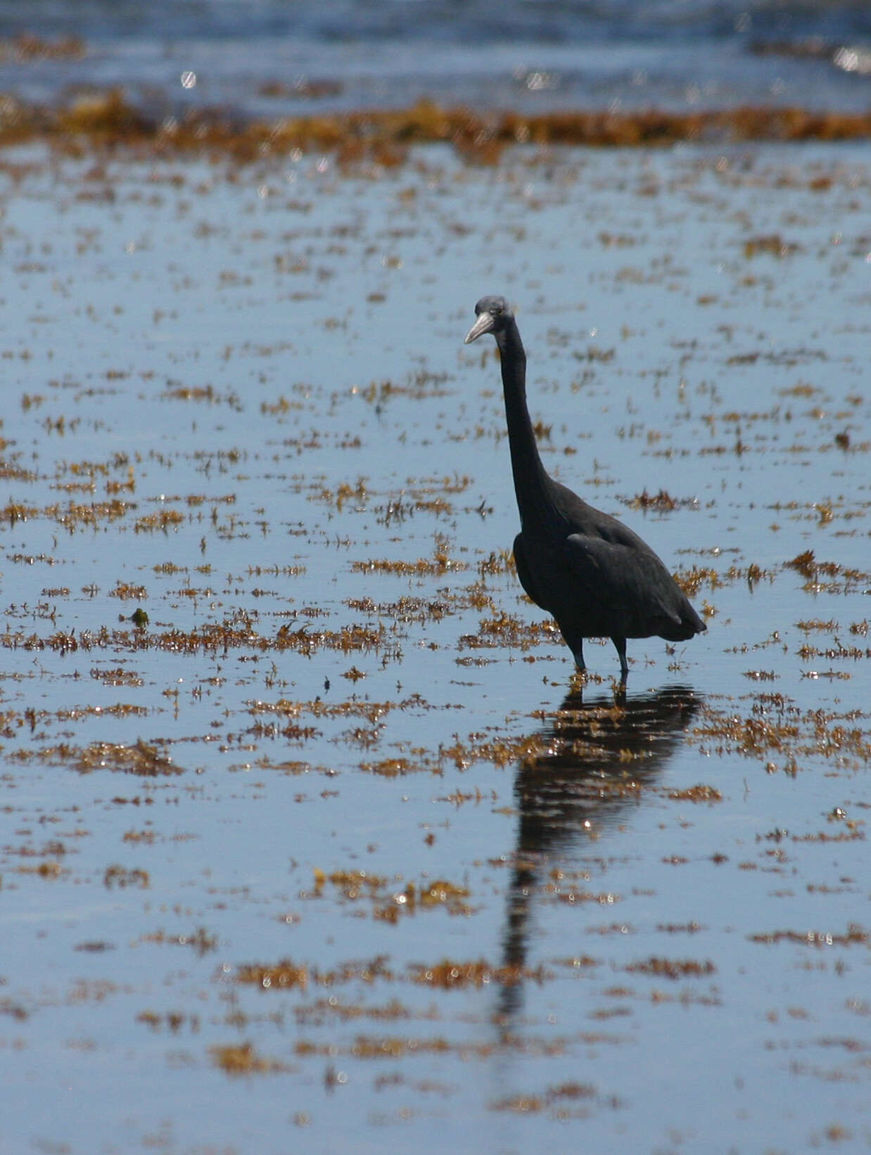 Image de Aigrette sacrée