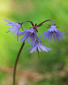 Image of Soldanella montana Willd.