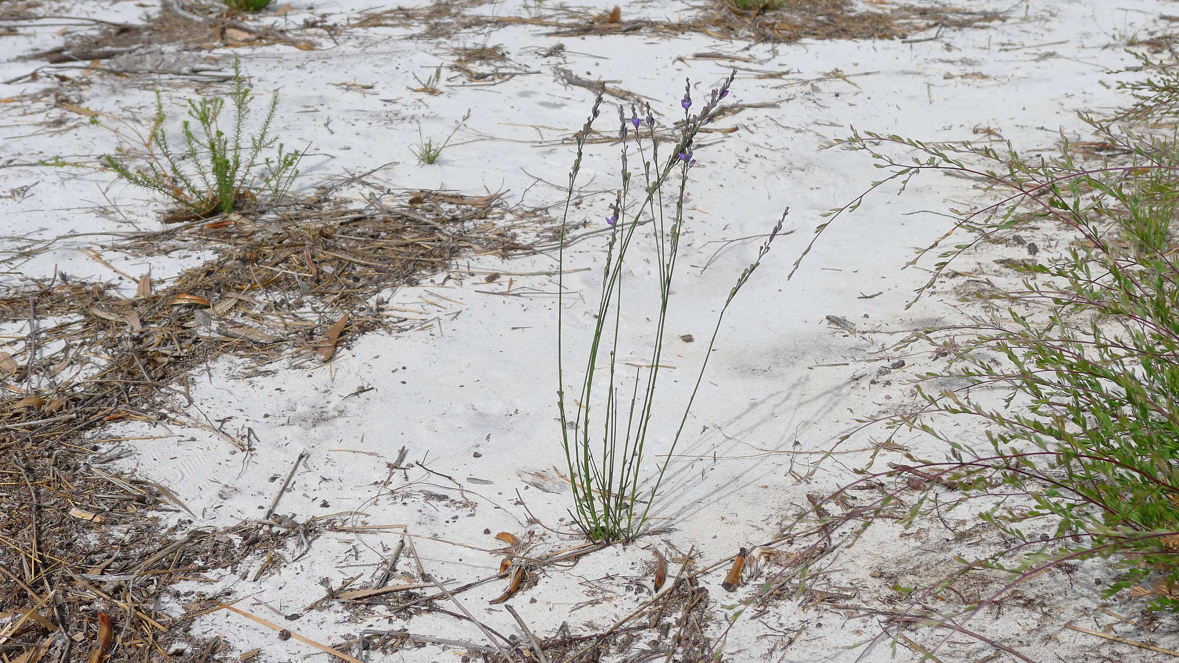 Sivun Comesperma defoliatum F. Müll. kuva