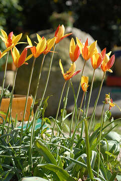 Image de Tulipa clusiana Redouté