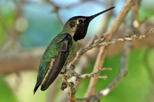 Image of Calypte Gould 1856