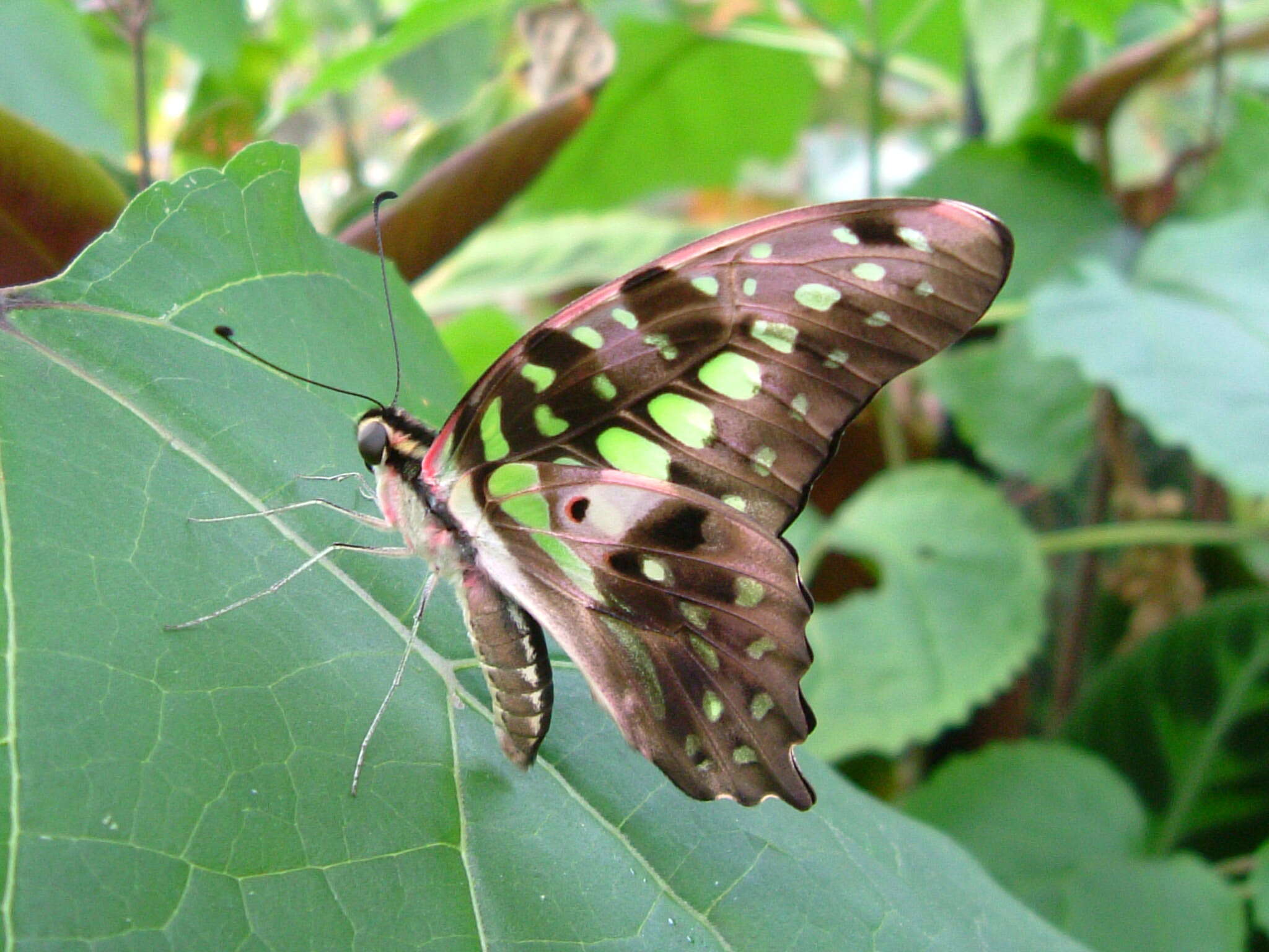 Слика од Graphium