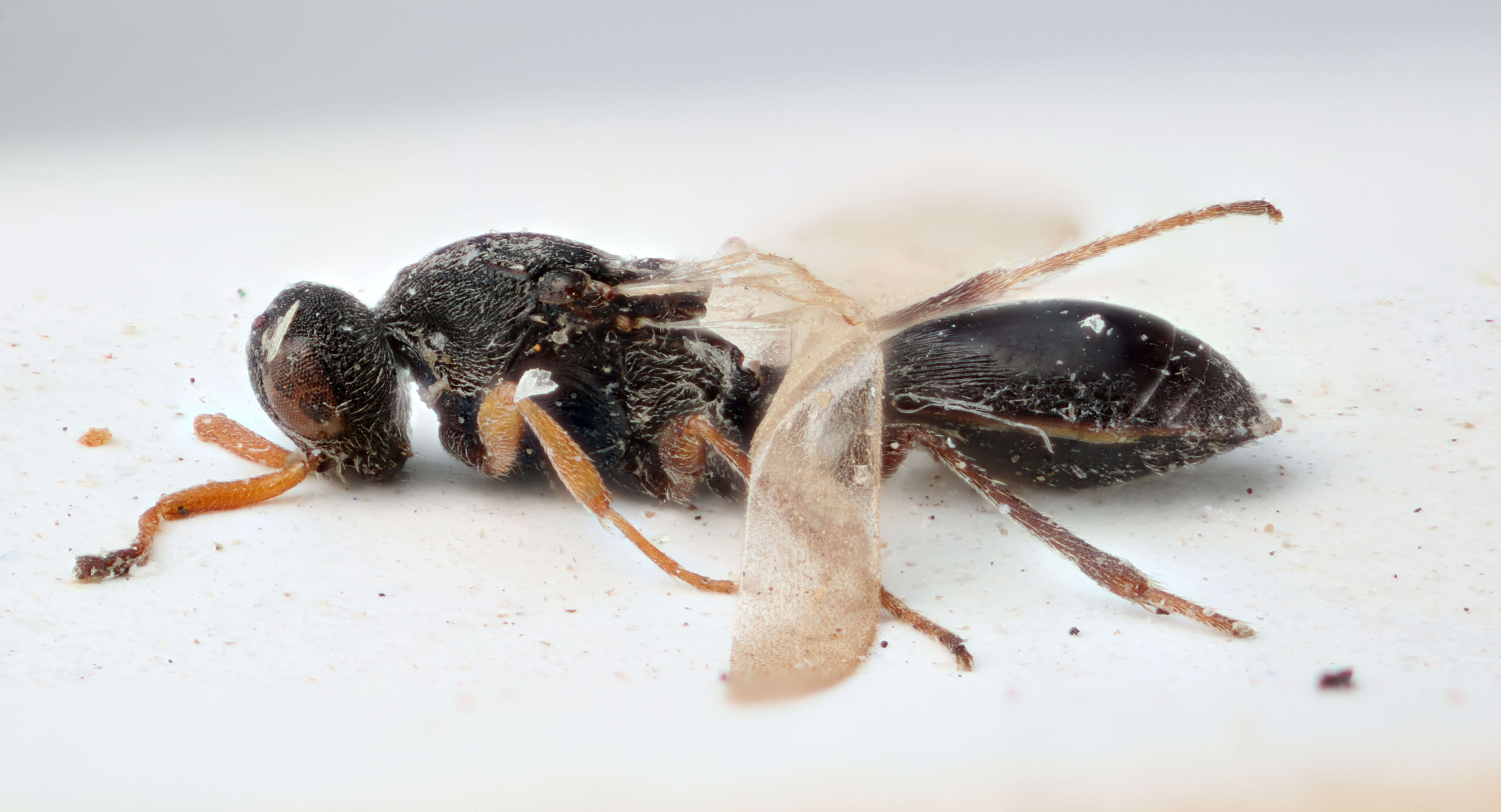 Image of Isocybus trochanteratus Thomson 1859