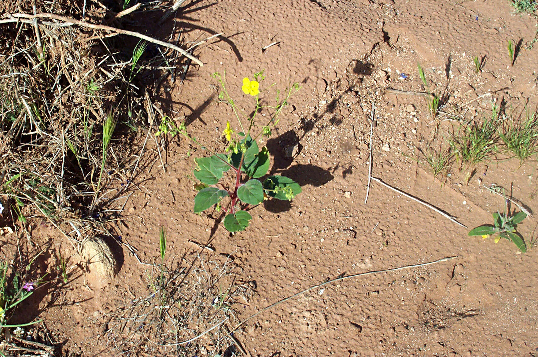 Image of redclay suncup