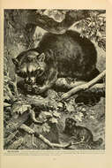 Image of raccoons