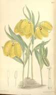 Image of Fritillaria aurea Schott