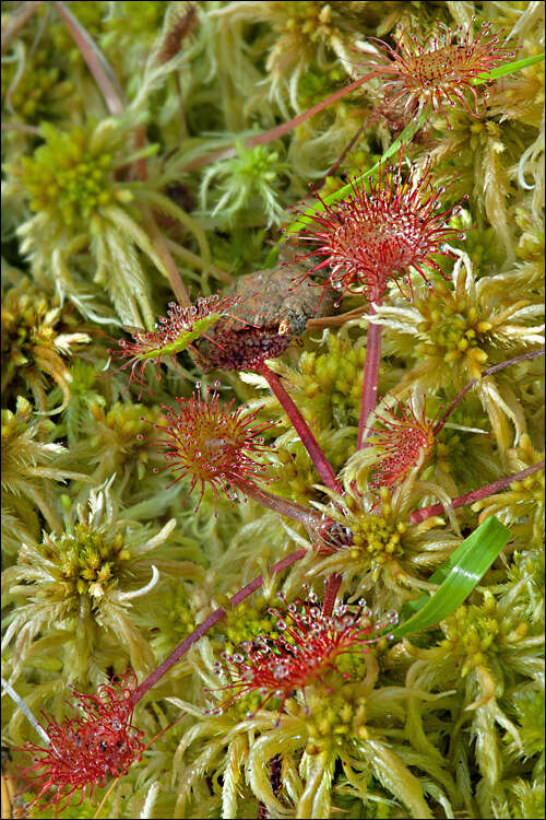 Image of Sundews