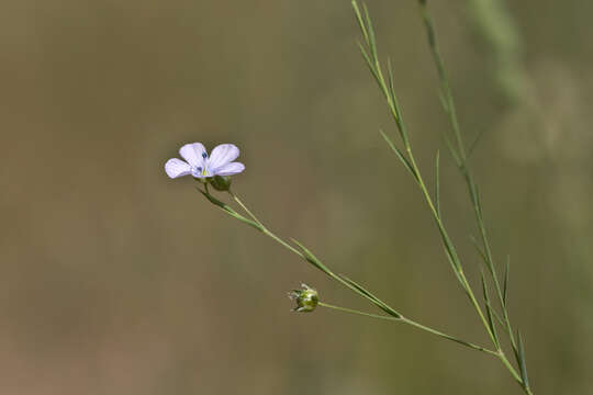 Image of pale flax