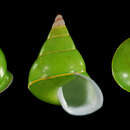 Image of Emerald Green Snail