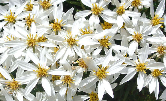 Chiliotrichum diffusum (Forst. fil.) Kuntze resmi