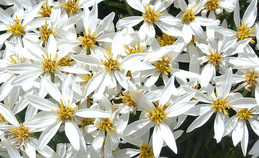 Image of Chiliotrichum diffusum (Forst. fil.) Kuntze