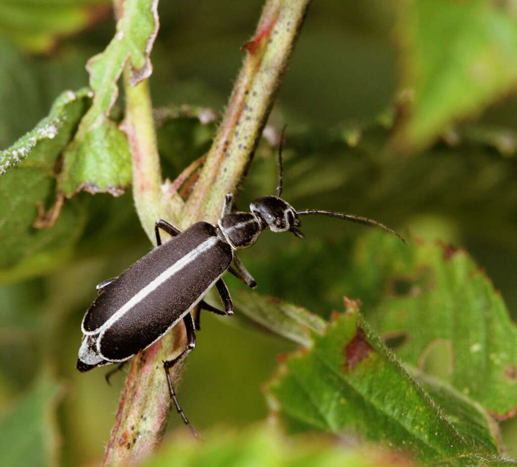 Image of Margined Blister Beetle