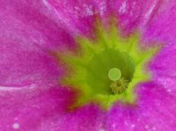 Image of Primula obconica Hance