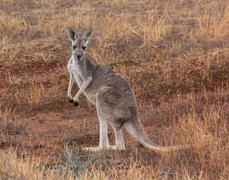 Image of red kangaroo