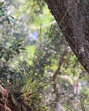 Imagem de Tillandsia utriculata L.