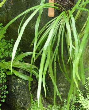 Image of strapfern