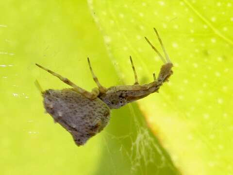 Image of Uloborus barbipes L. Koch 1872