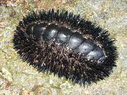 Image of spiny chitons