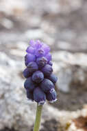 Image of starch grape hyacinth