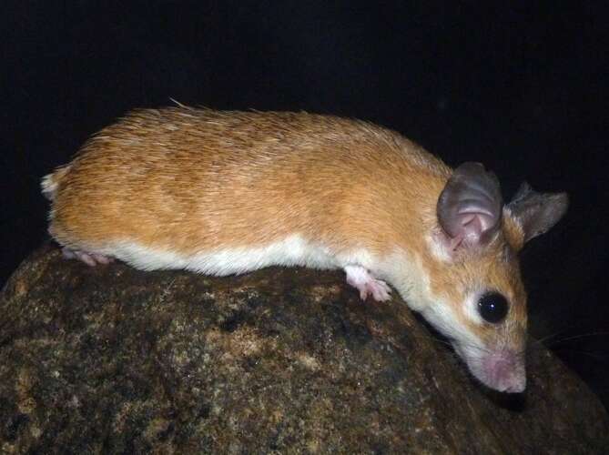 Image of spiny mice, forest mice, and relatives