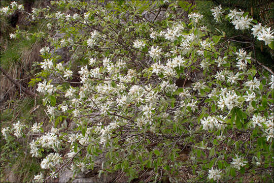 Image of Snowy Mespilus