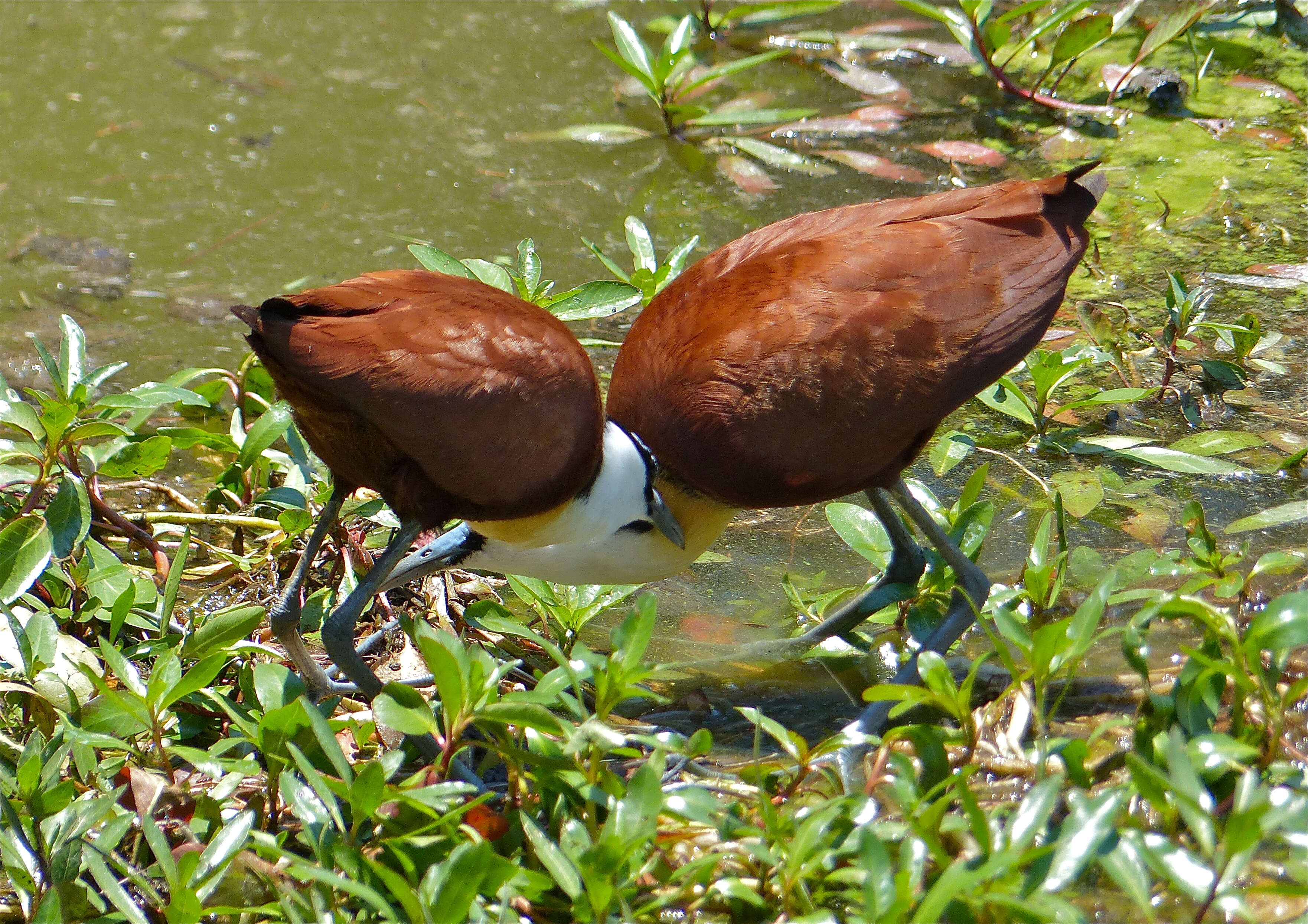 Image of Actophilornis Oberholser 1925