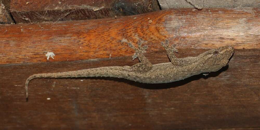 Image of Elba Gecko