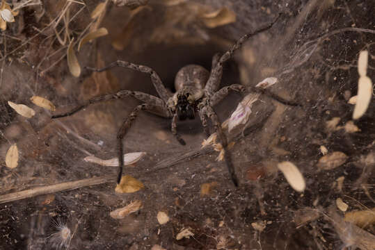 Image of Funnel Web Wolf Spiders
