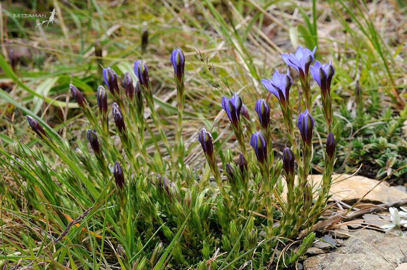 صورة Gentiana arisanensis Hayata