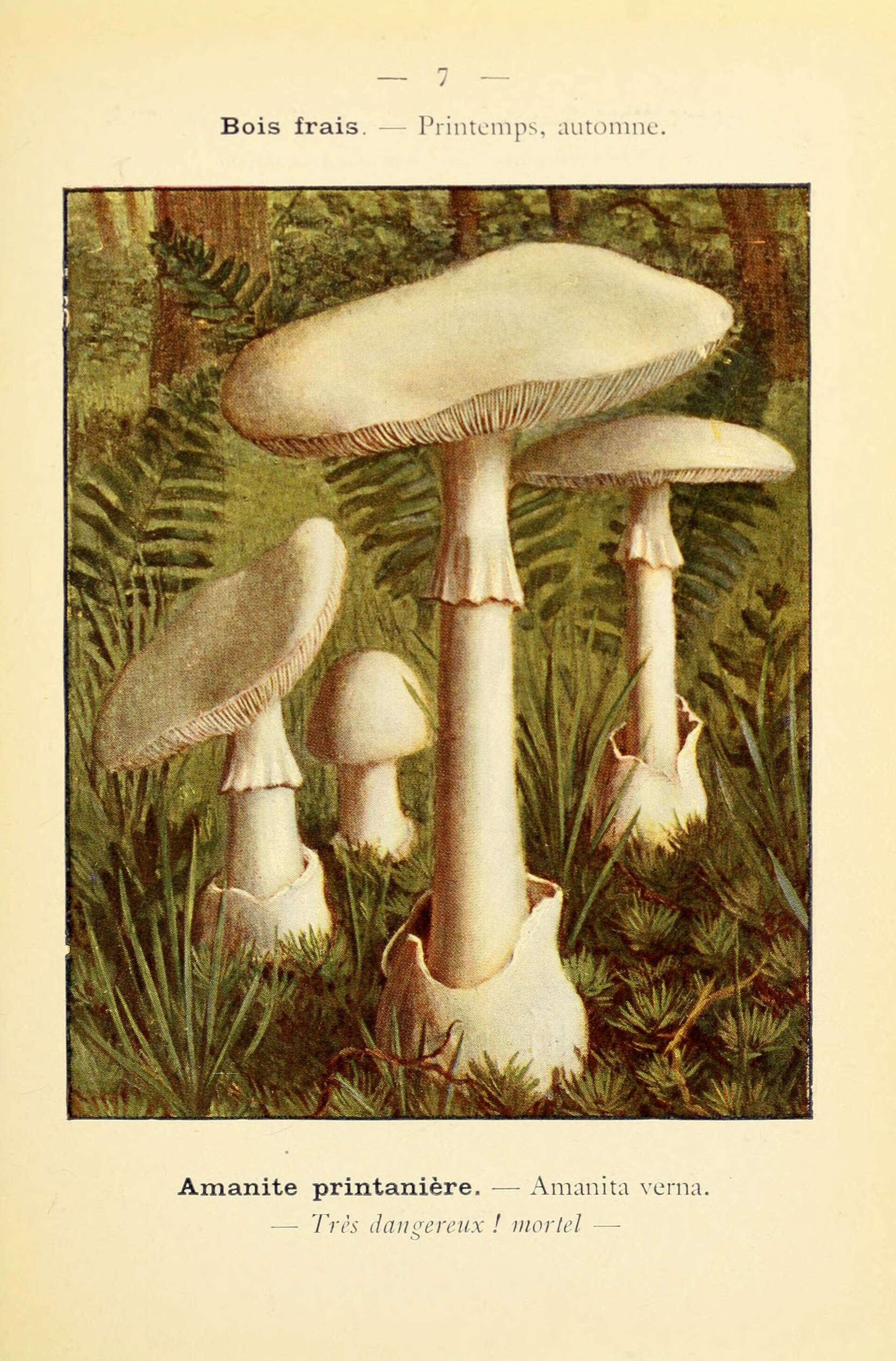 Image of Fool's Mushroom