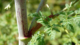 Image of poison hemlock